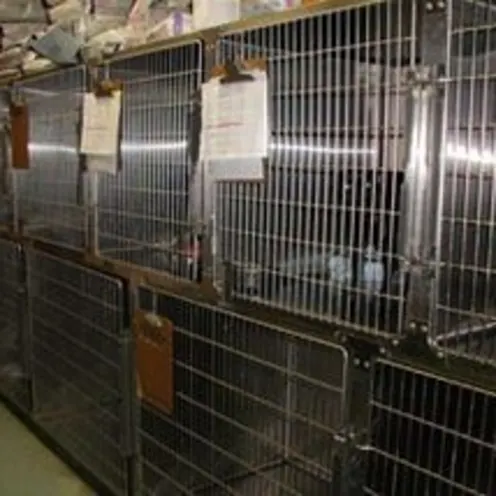 Spacious kennels at Chastain Animal Clinic